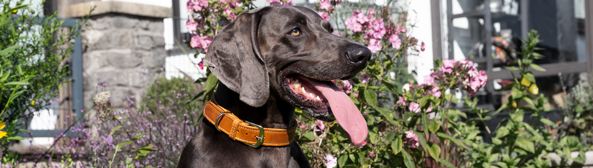 Hundehalsbänder
