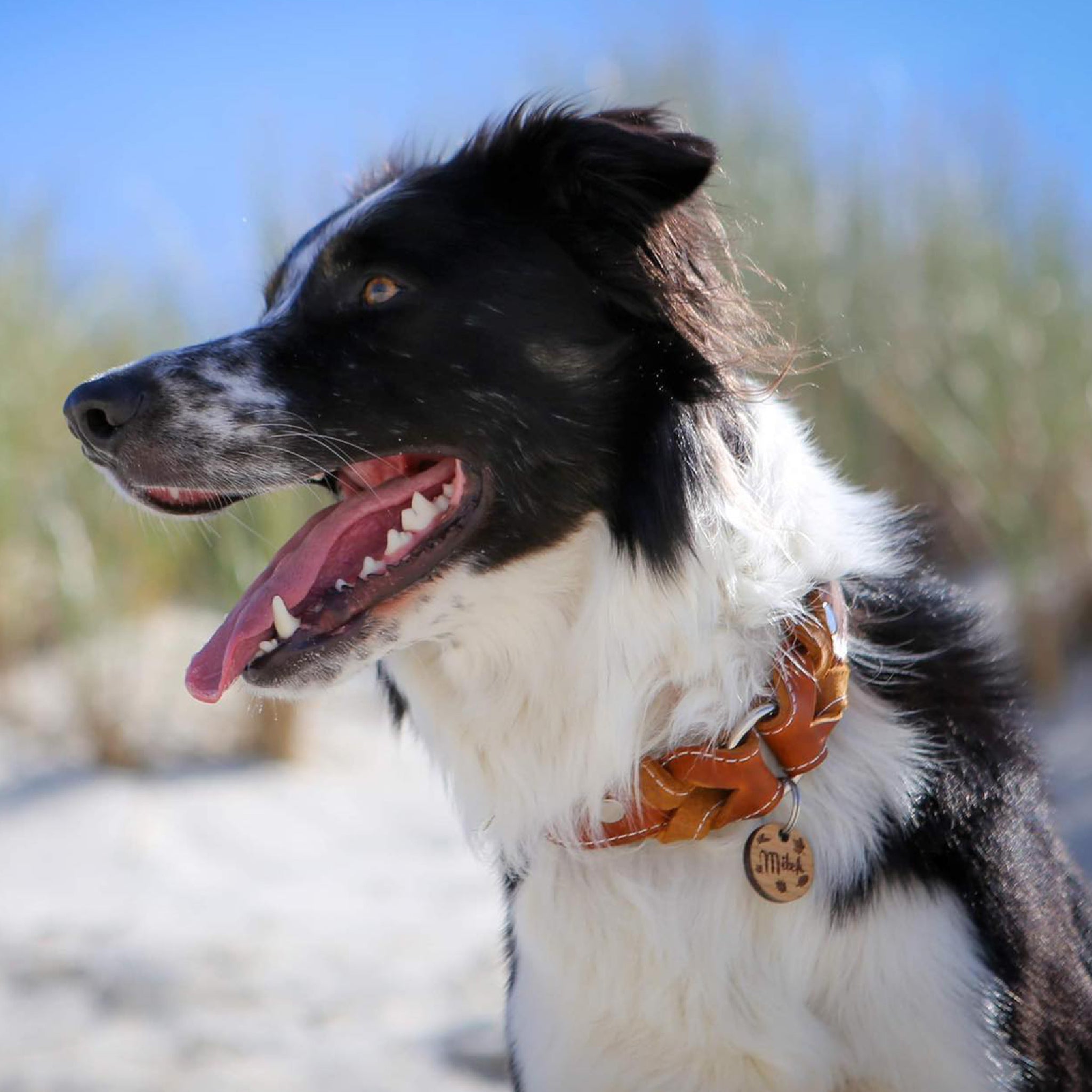 Hundehalsband Heidi – breites Lederhalsband mit Dornschnalle