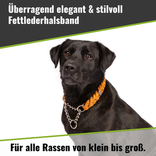 Fettlederhalsband geflochten mit Zugstoppkette – Zughalsband Leder
