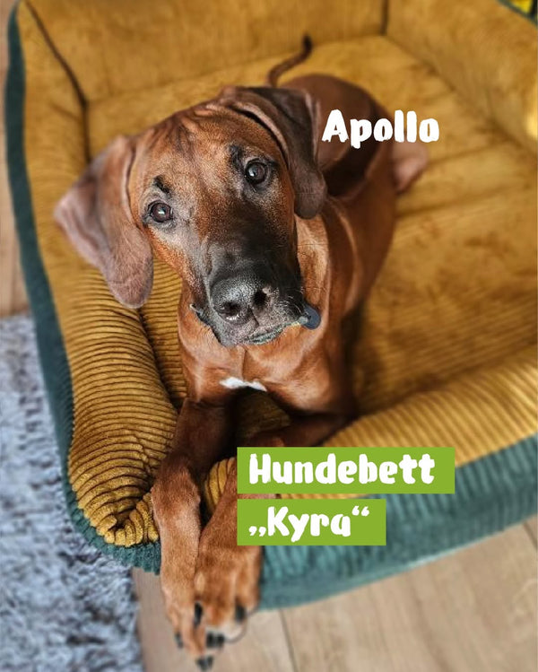 Meet Apollo!
Der fühlt sich übrigens pudelwohl ...