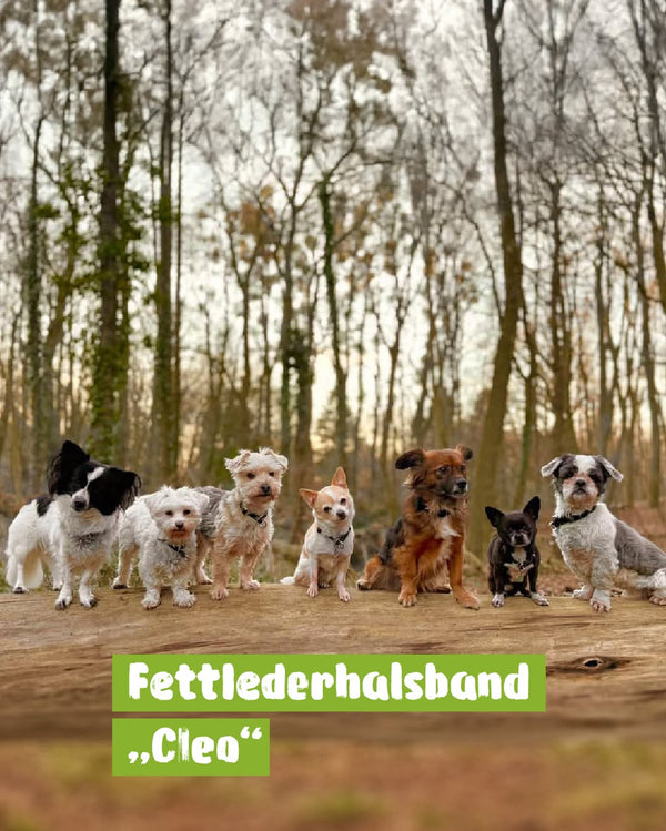 Sieben Hunde, sieben neue Halsbänder und direkt...