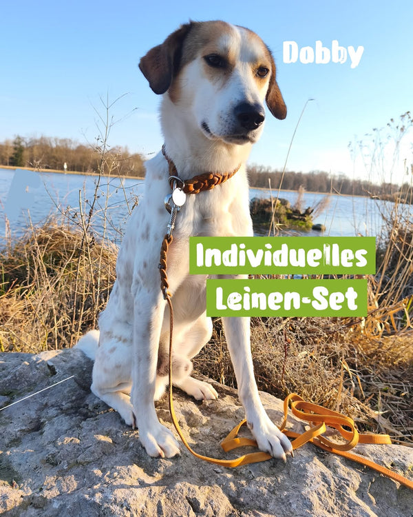 Dobby hat seine neue Leine bekommen und natürli...