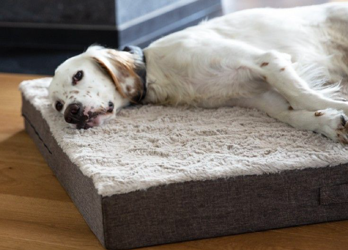 Hundebetten