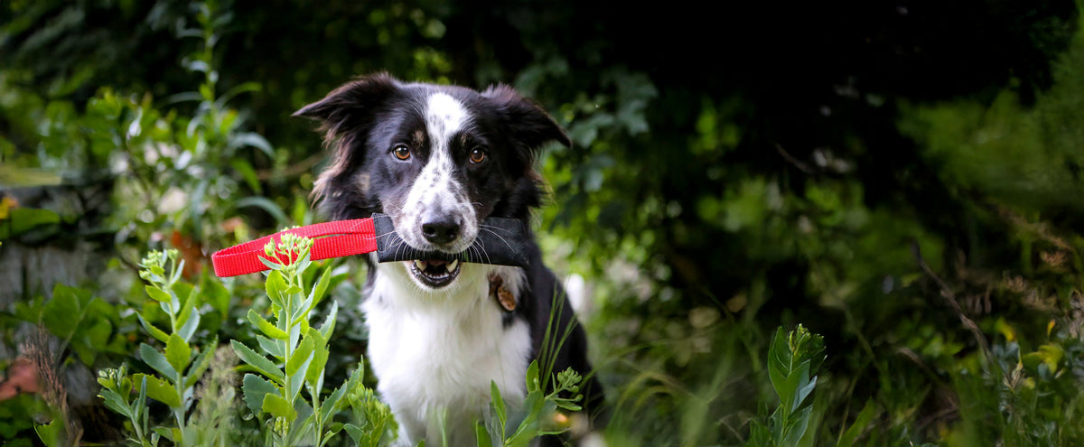 Hundespielzeug