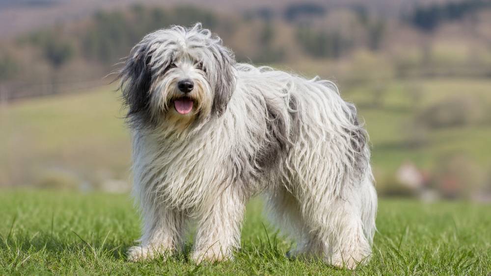 Zotteliger mittelgroßer Hund mit langem Fell steht aufmerksam auf einer grünen Wiese