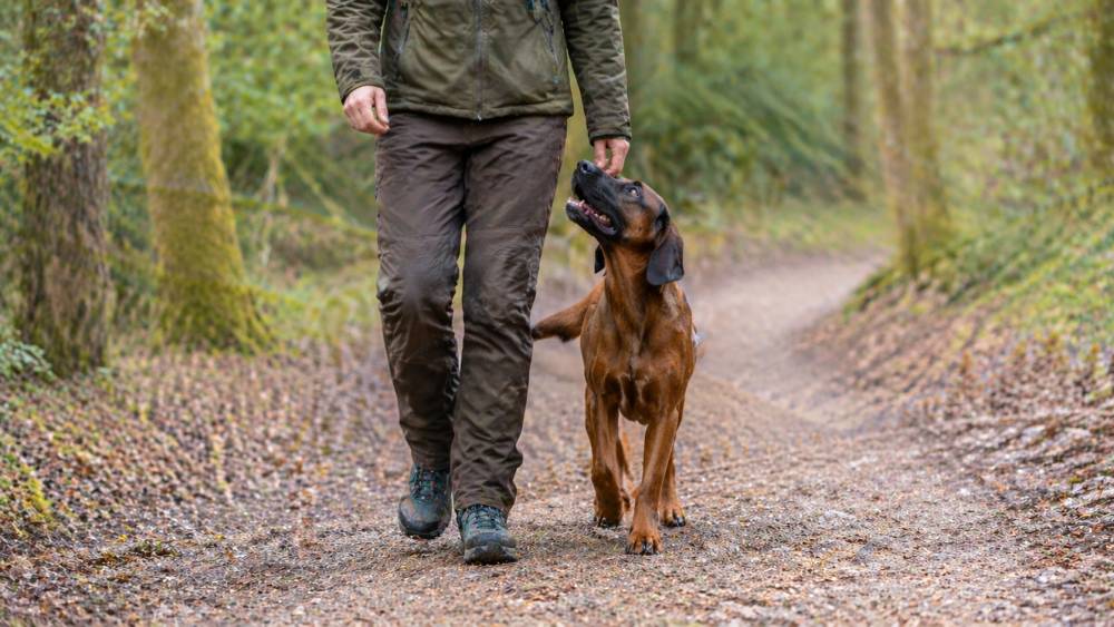 Hund schaut aufmerksam zu seinem Halter auf einem Waldweg während eines Spaziergangs