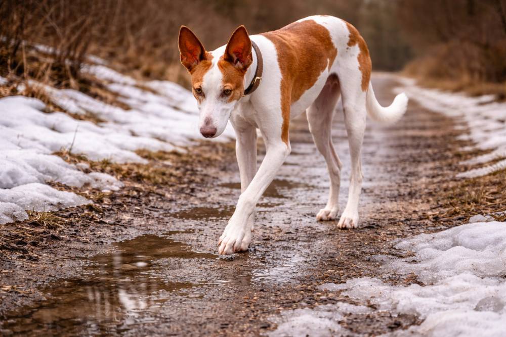 Ein Podenco Ibicenco, der vorsichtig über einen unebenen winterlichen Weg mit Tauwetter läuft.