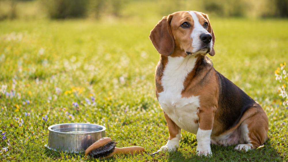 Aufmerksamer mittelgroßer Hund sitzt Ende April auf einer hellen Wiese neben Bürste und Wassernapf