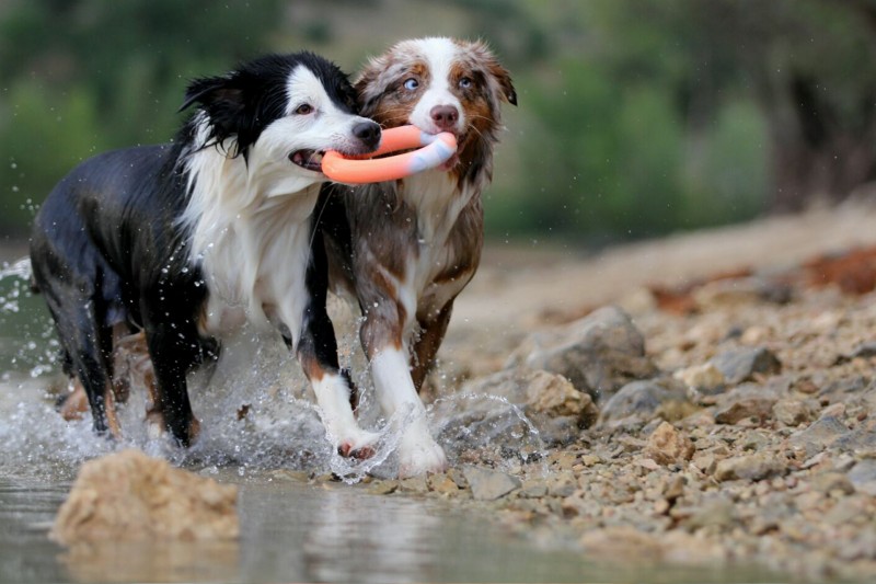 Hunde am Spielen