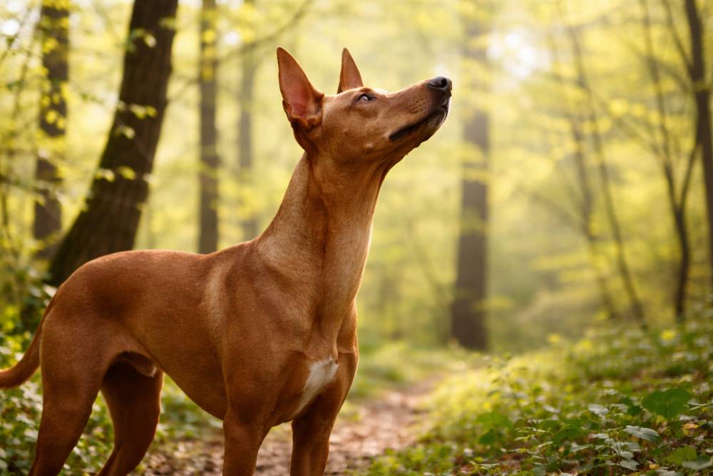 Aufmerksamer Cirneco dell’Etna schnuppert im Frühlingswald während er auf ferne vogelgeräusche reagiert