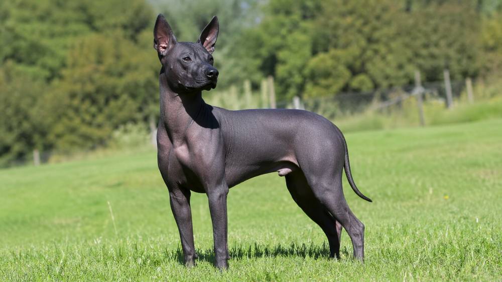 haarloser Hund mit dunkler Haut steht aufmerksam auf einer Wiese im Tageslicht