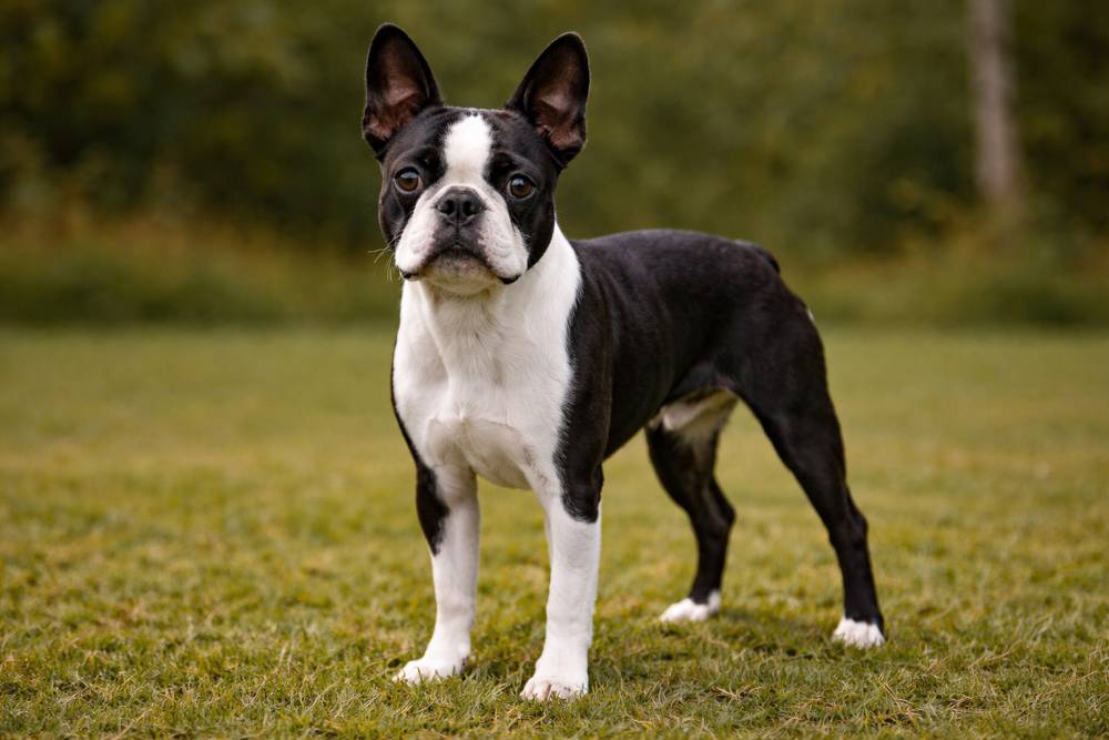 Boston Terrier im Freien