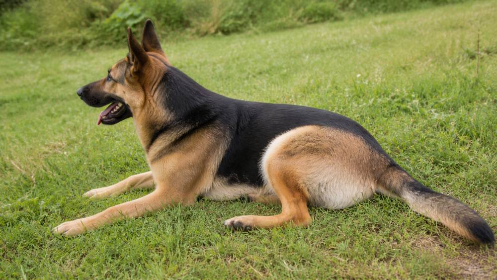 Hund liegt seitlich auf einer Wiese und wirkt bewegungseingeschränkt im Hüftbereich