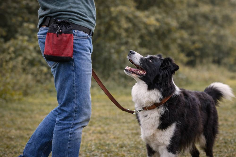 Leckerlibeutel im Einsatz beim Hundetraining