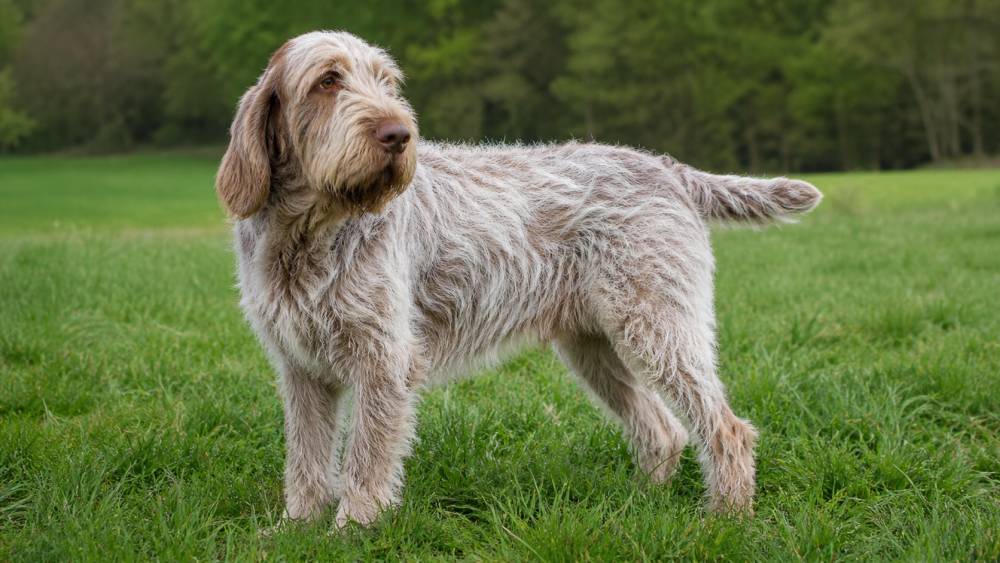 Rauhaariger Hund mit zotteligem Fell steht auf einer Wiese