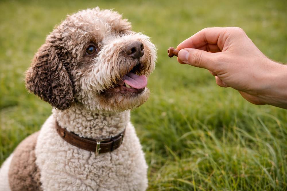 Hund bekommt kleines Snack-Leckerli aus der Hand auf einer Wiese