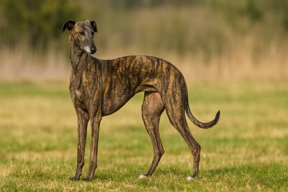Greyhound im Freien