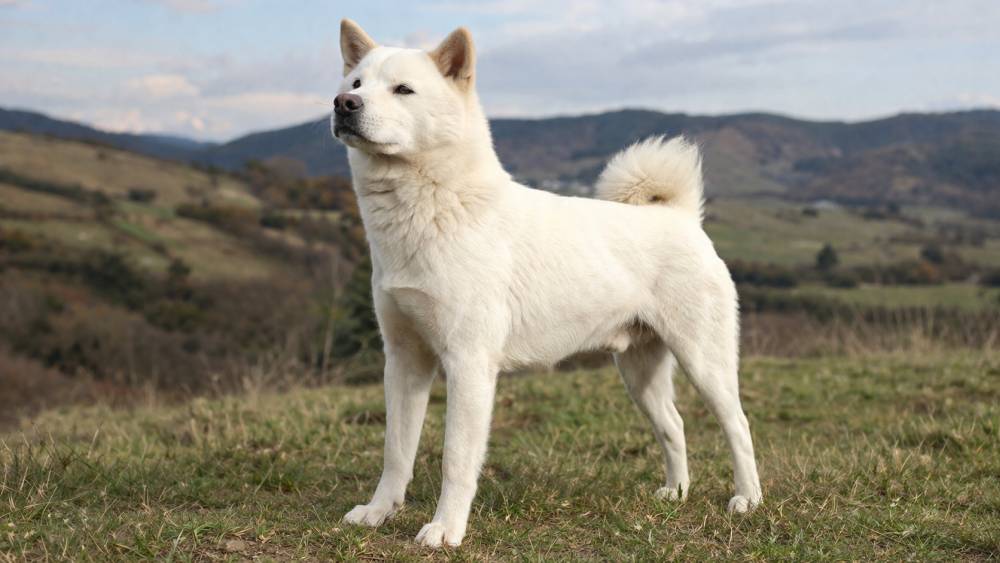 Weißer Hund steht aufmerksam in natürlicher Landschaft mit leicht erhobenem Kopf