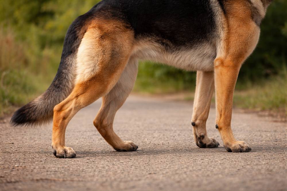 Hinterbeine eines stehenden Hundes in seitlicher Ansicht auf festem Untergrund