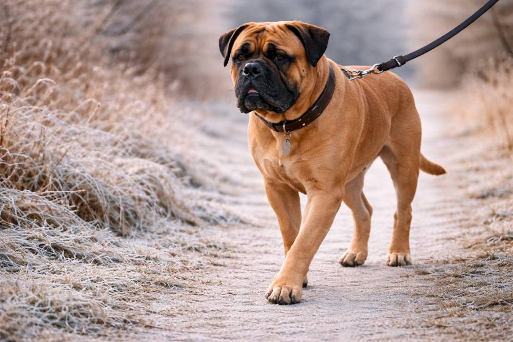 Hund läuft langsam und ruhig bei winterlichem Wetter an.
