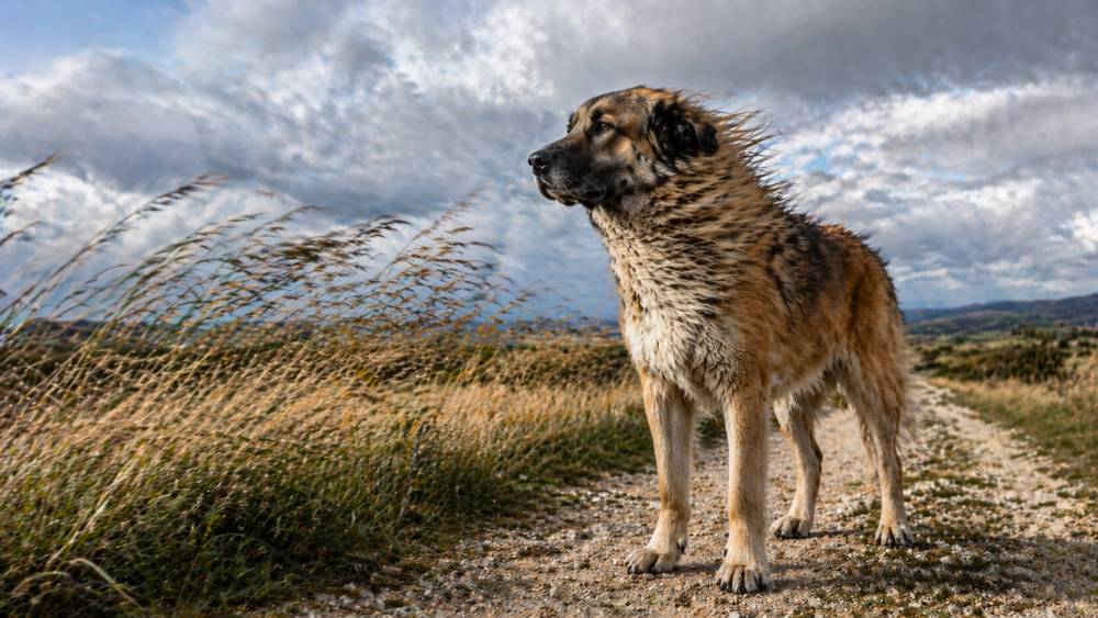 Aufmerksamer Hund auf einem Feldweg bei starkem Wind