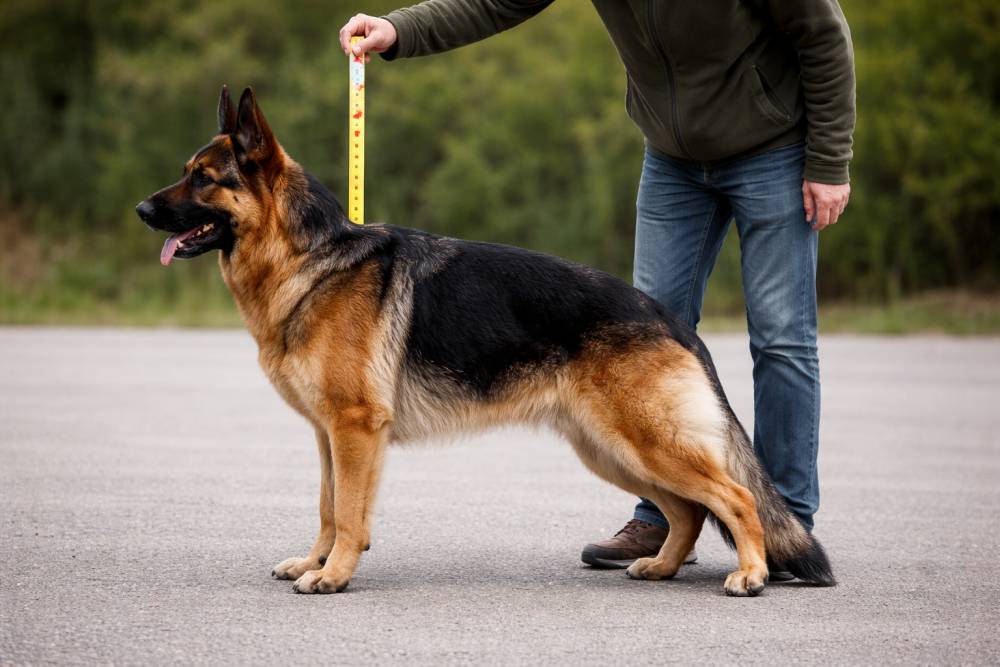 Hund steht seitlich, Messstab wird am höchsten Punkt der Schulter angesetzt