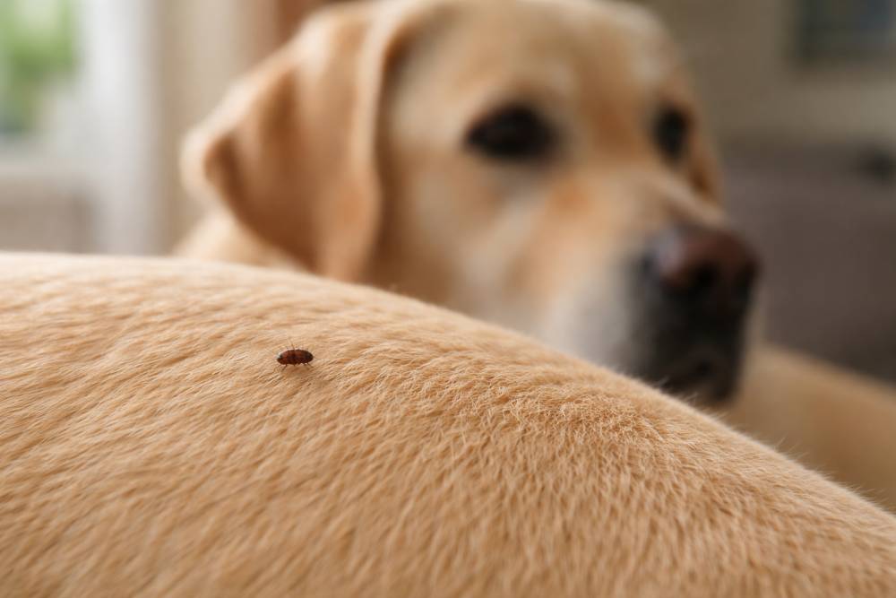 Kleiner dunkler Floh auf dem Fell eines Hundes aus nächster Nähe