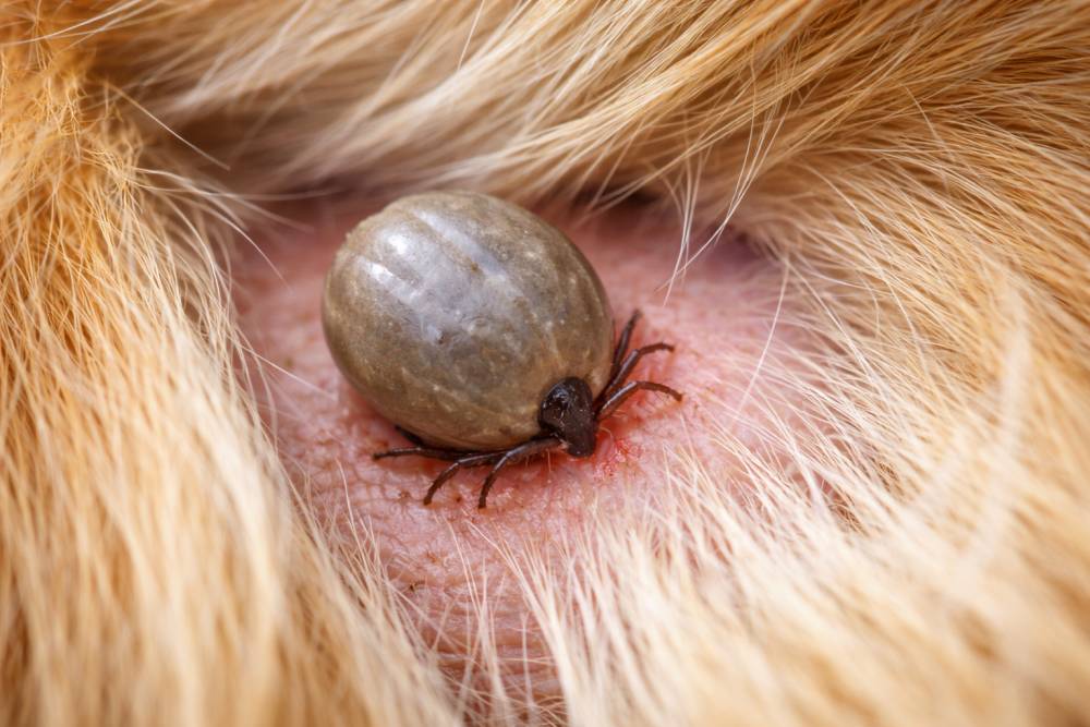 Zecke auf der Haut eines Hundes im Nahaufnahmebereich