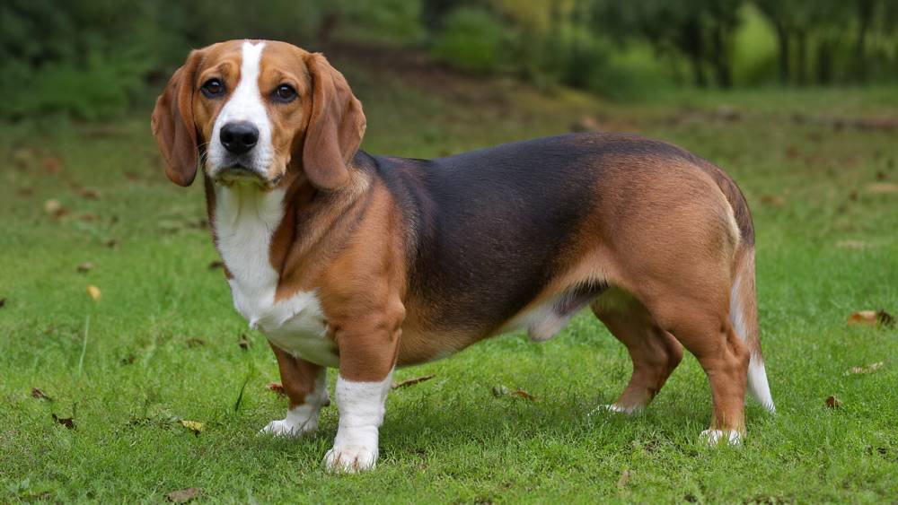 kleiner langgestreckter Hund mit kurzen Beinen steht aufmerksam auf einer Wiese im Freien