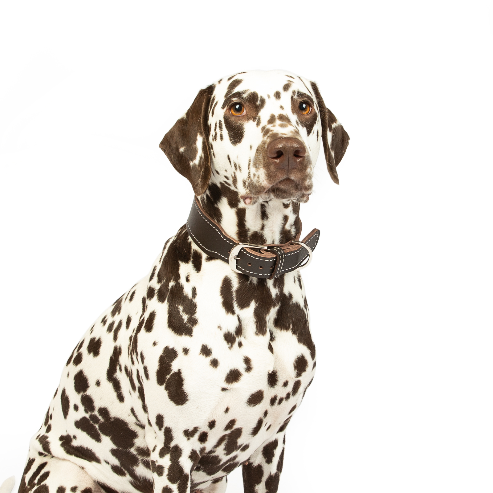 Fettleder Halsband Zoe Messing Braun 50 - 55 cm 40 mm