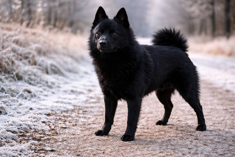 Hund steht im Winter aufmerksam mit leicht angespannter Körperhaltung.