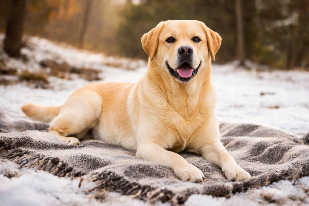 Ein Labrador Retriever, der entspannt auf einer Decke in einer ruhigen winterlichen Umgebung liegt, weiches natürliches Tageslicht, leichte Schneereste im Hintergrund, harmonische Atmosphäre.