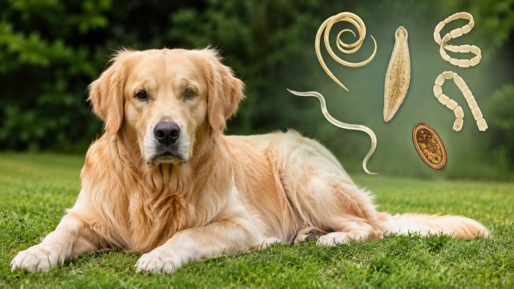 Golden Retriever liegt aufmerksam auf einer Wiese, daneben eine grafische Darstellung von Darmparasiten