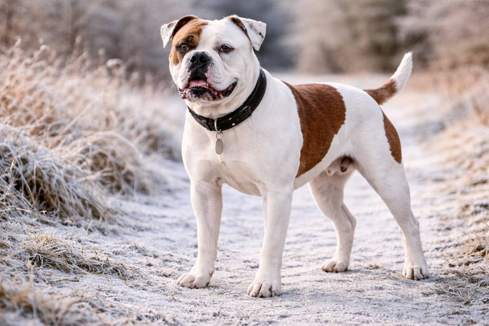 Hund steht im Winter im Freien, Körperform gut erkennbar.