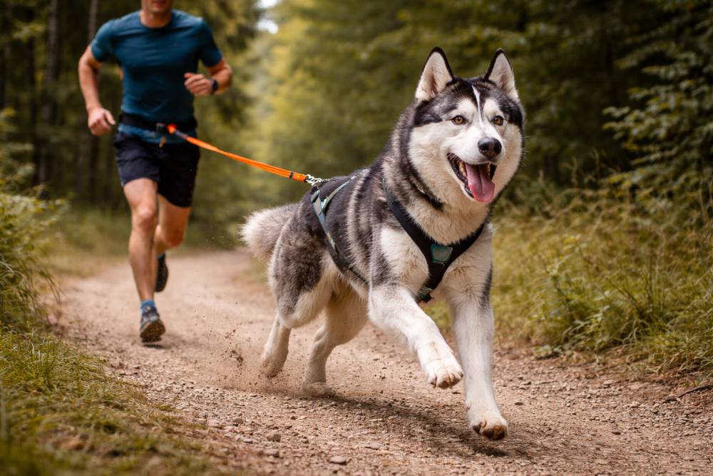 Hund und Mensch beim Canicross
