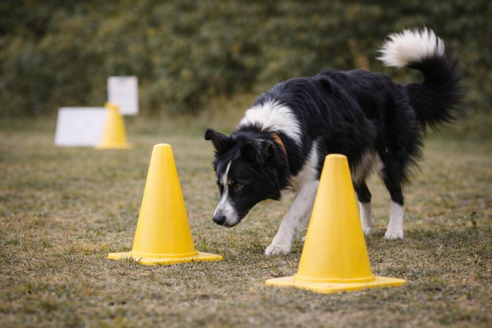 Hund arbeitet konzentriert in einem Parcours