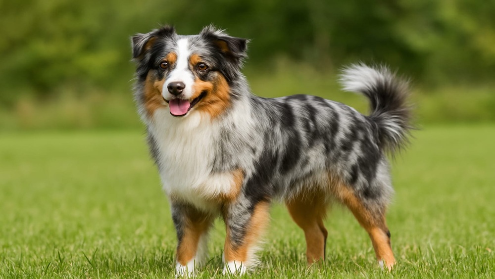 Australian Shepherd auf einer Wiese