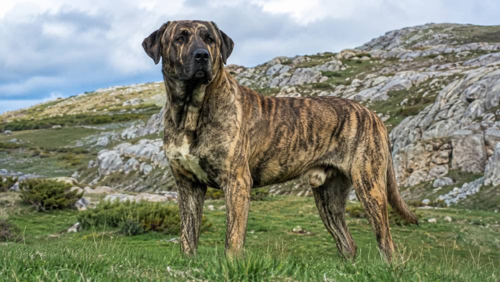 Großer gestromter Hund auf einer grünen Bergwiese vor felsiger Landschaft
