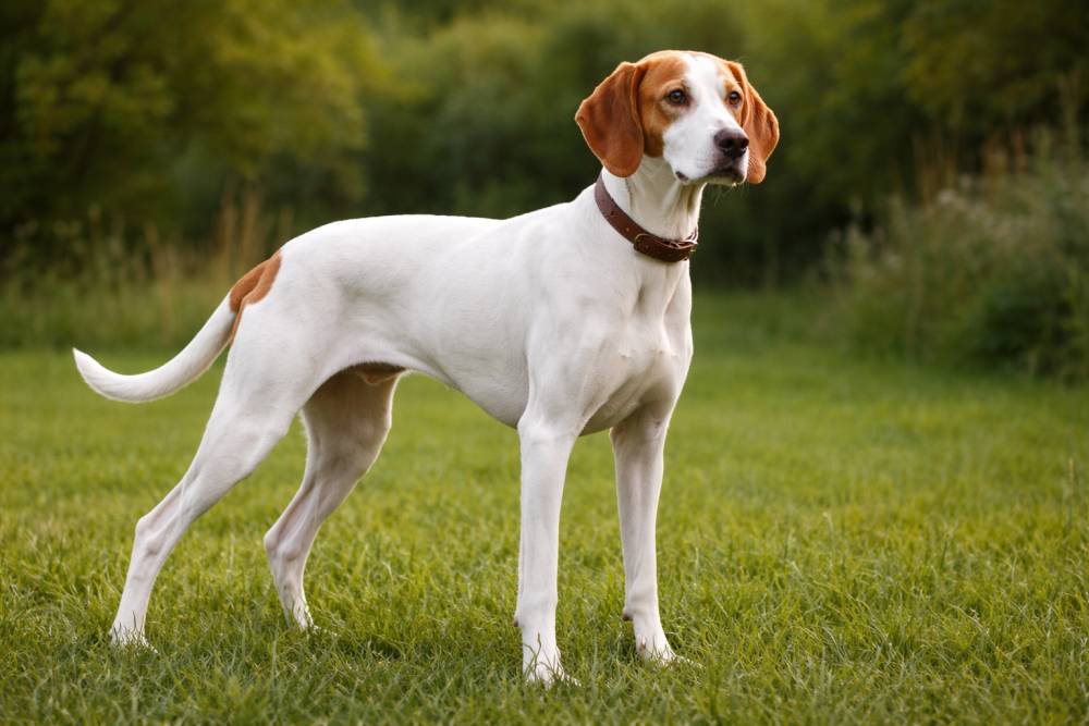 Schlanker weißer Jagdhund mit orangefarbenen Abzeichen steht aufmerksam auf einer Wiese