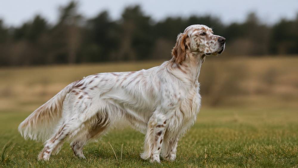 Weiß-brauner English Setter steht aufmerksam auf einer Wiese