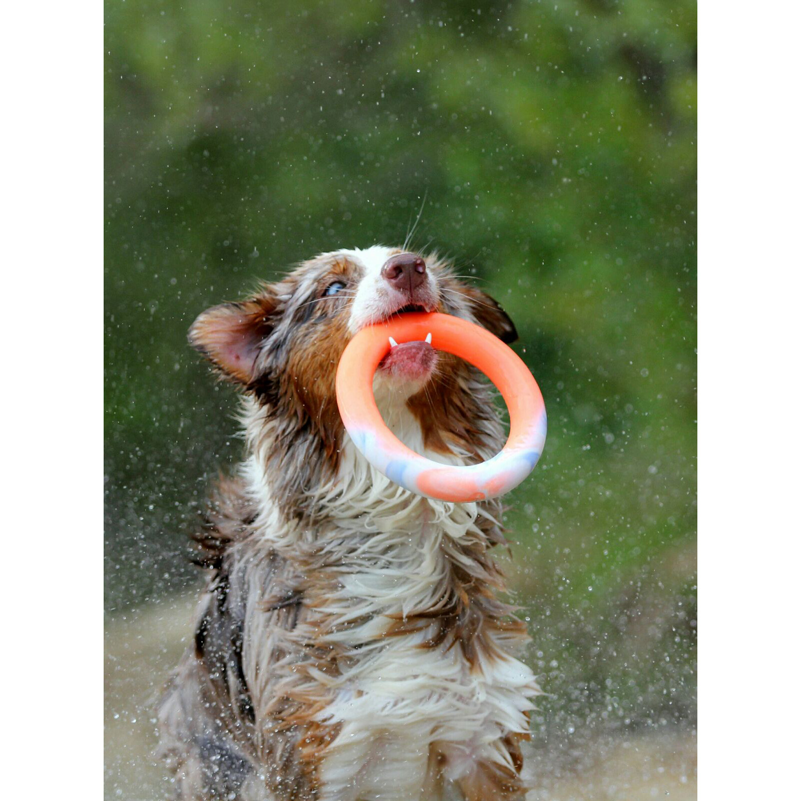 CopcoPet Hundering  Wurfring Hundespielzeug schwimmend aus Naturgummi/Vollgummi 16 cm Ø x 3 Stück