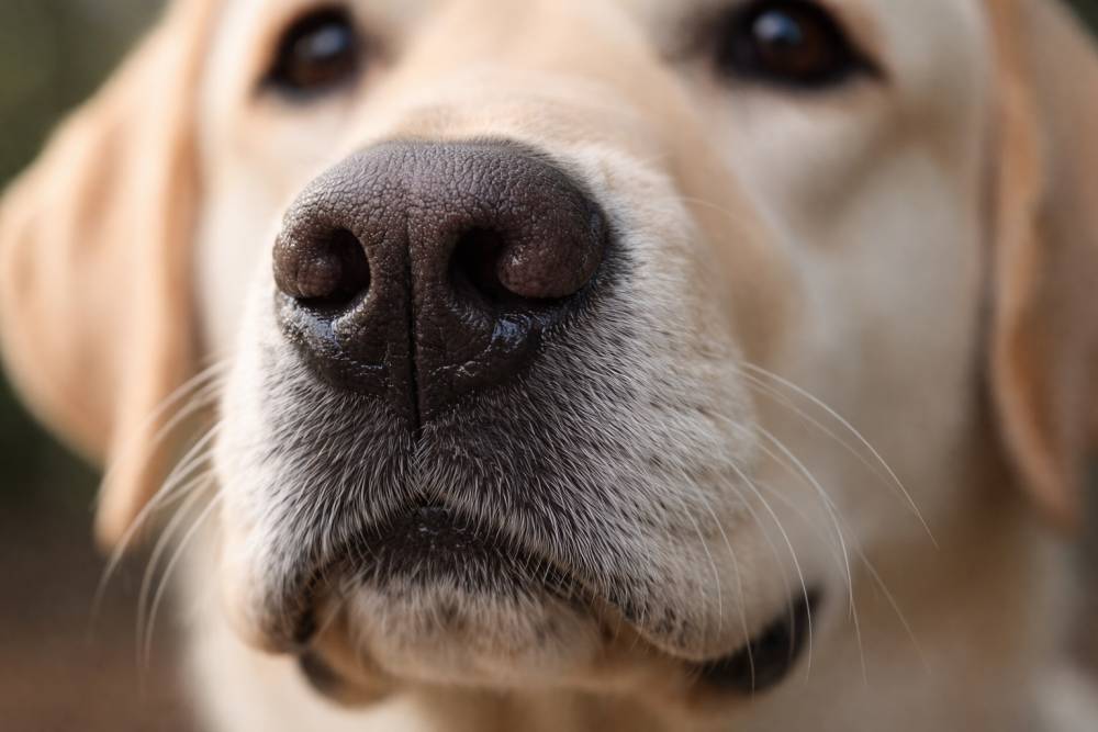 Nahaufnahme der Schnauze eines Hundes mit feuchter Nase und sichtbaren Vibrissen im natürlichen Licht
