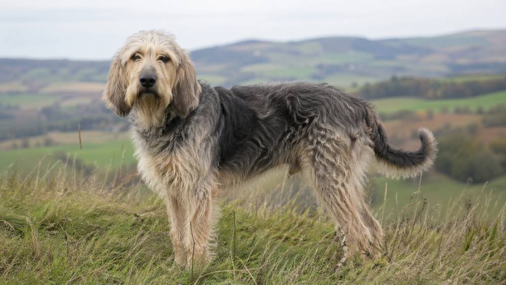 Rauhaariger mittelgroßer Hund steht aufmerksam auf einer Wiese mit leicht struppigem Fell