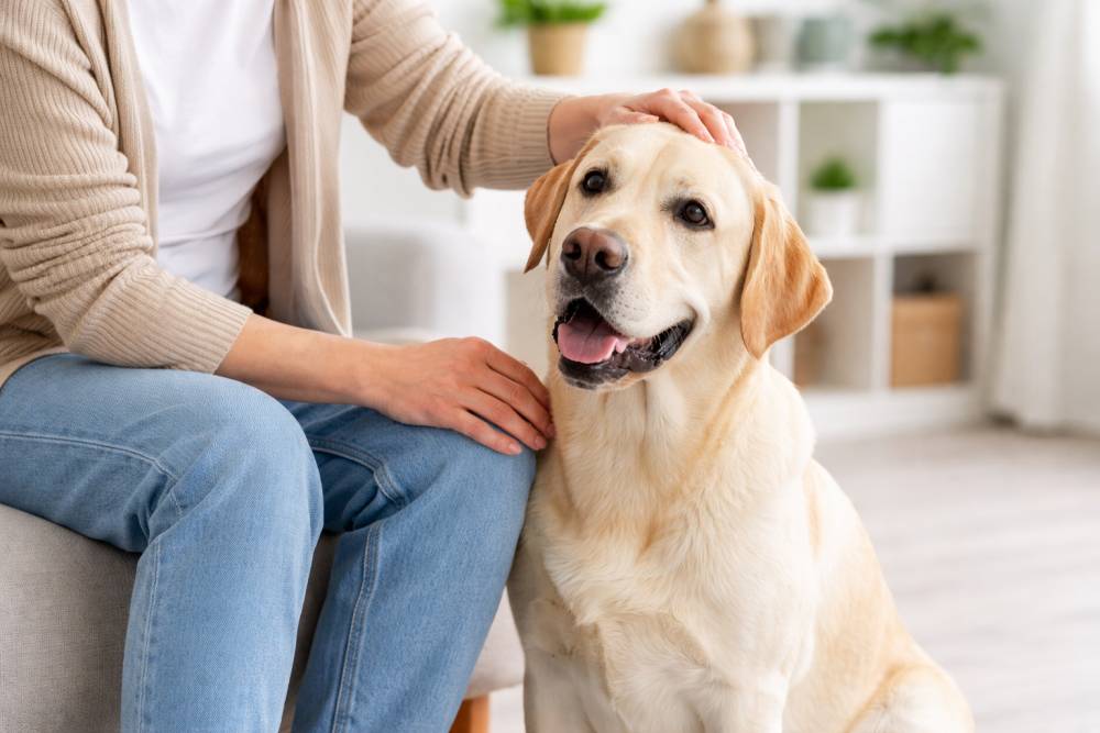 ruhiger Hund sitzt neben einer Person in einem hellen Therapieraum und lässt sich streicheln