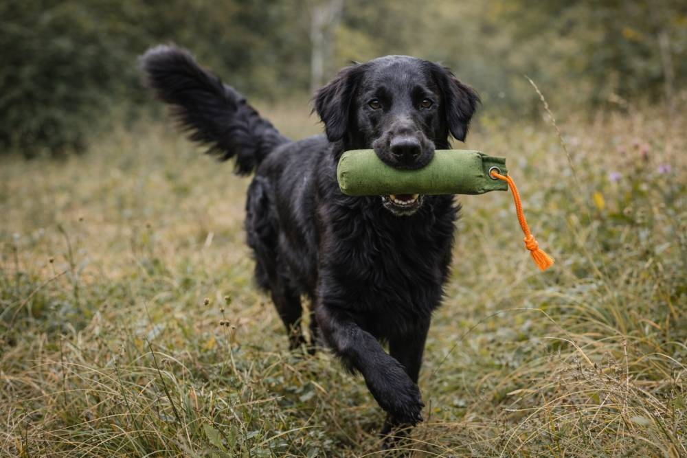 Hund beim Dummytraining