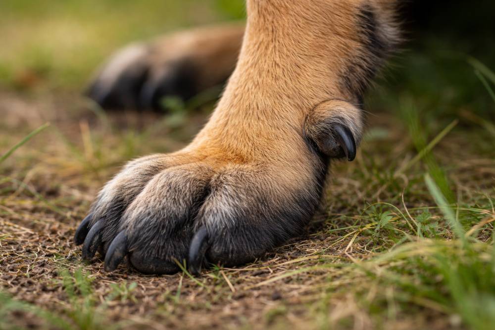 Nahaufnahme einer Hundepfote mit sichtbarer zusätzlicher Kralle oberhalb der normalen Zehen