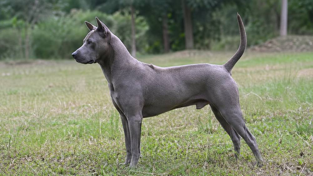 Kurzhaariger Hund mit muskulösem Körperbau und auffälligem Fellstreifen auf dem Rücken steht aufmerksam im Freien