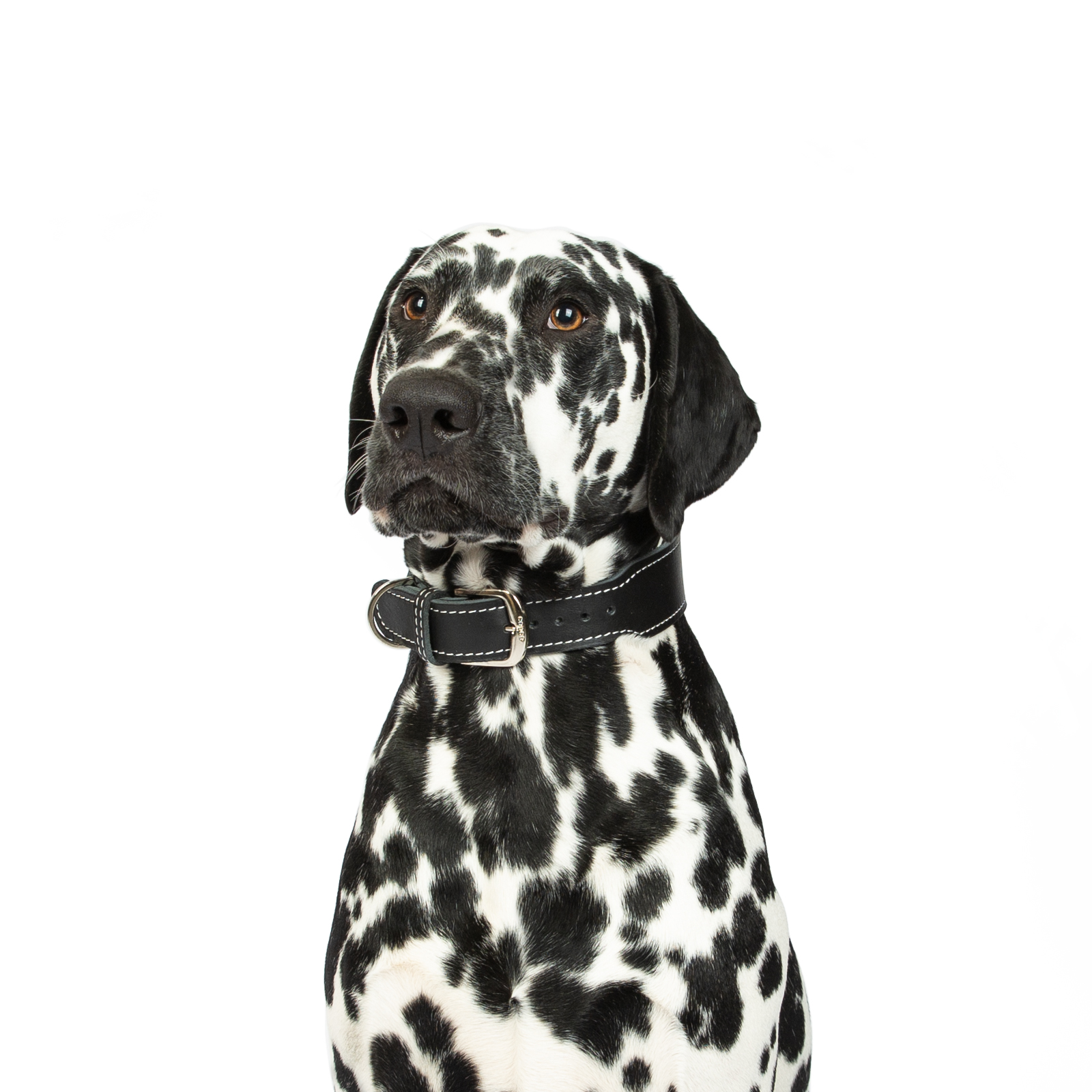 Fettleder Halsband Zoe Messing Schwarz 50 - 55 cm 40 mm