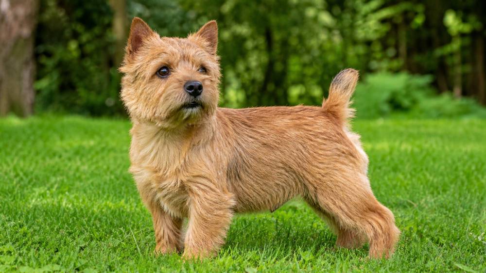 kleiner kompakter Terrier mit rauem Fell steht aufmerksam auf einer Wiese