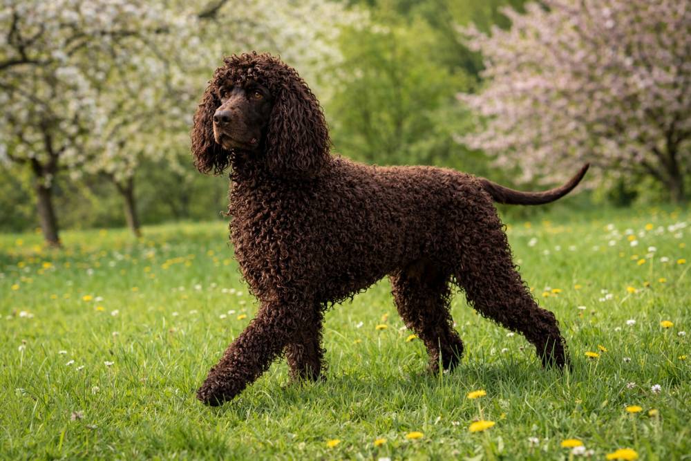 Irish Water Spaniel beim Spaziergang auf einer grünen Frühlingswiese mit blühenden Bäumen im Hintergrund bei natürlichem Tageslicht